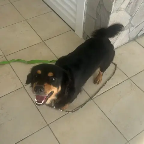 Cookie