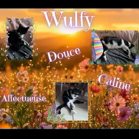 Wulfy