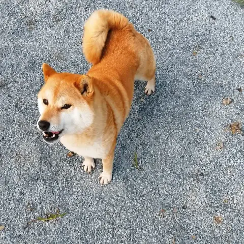 Rina