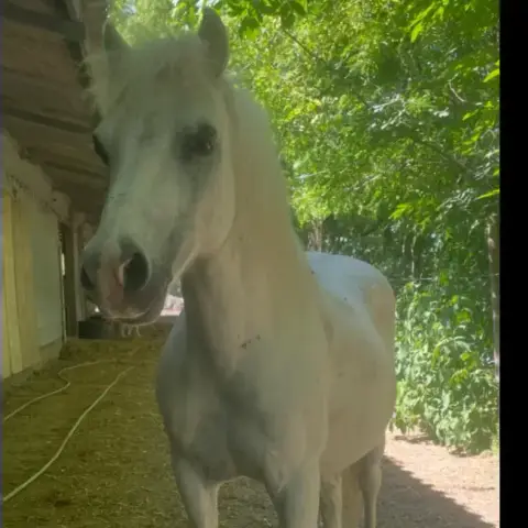 Copito photo 2