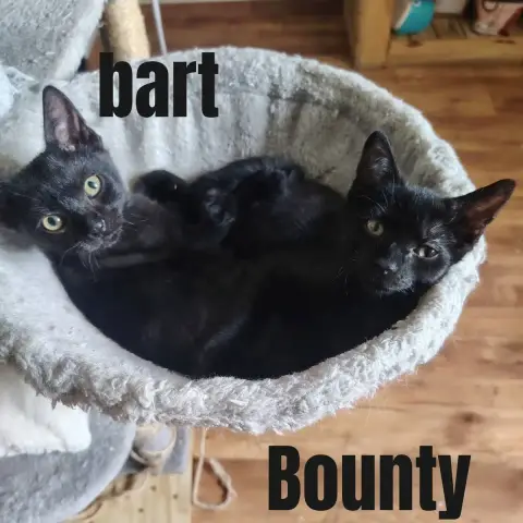Bounty
