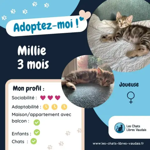 Millie photo 3