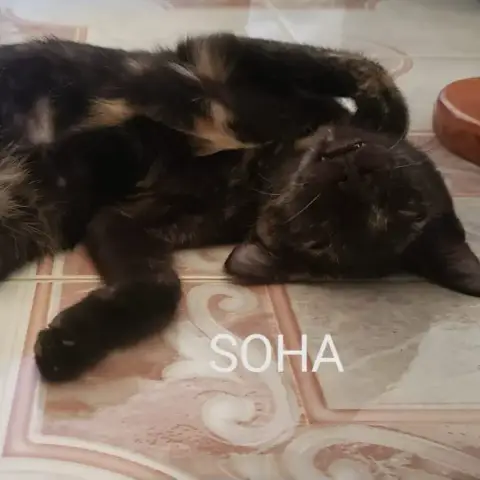 Soha photo 3