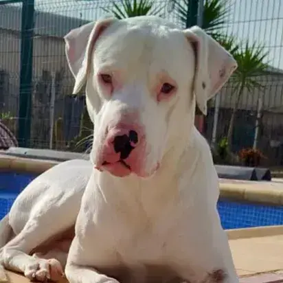 Olaf photo 2
