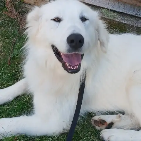 Baloo
