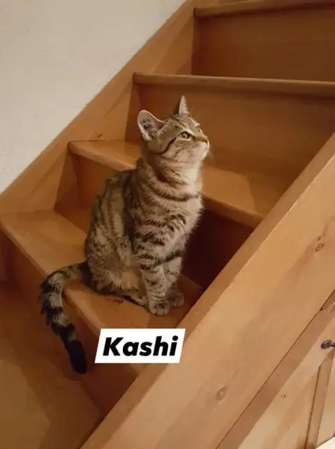Kashi photo 2