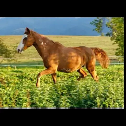 Jocky