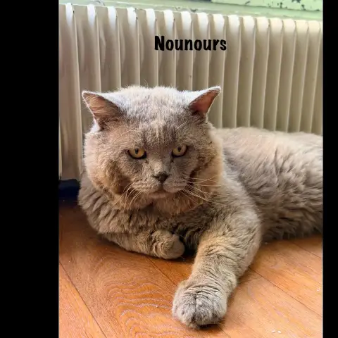 Nounours photo 3