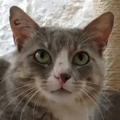 Milo photo 3