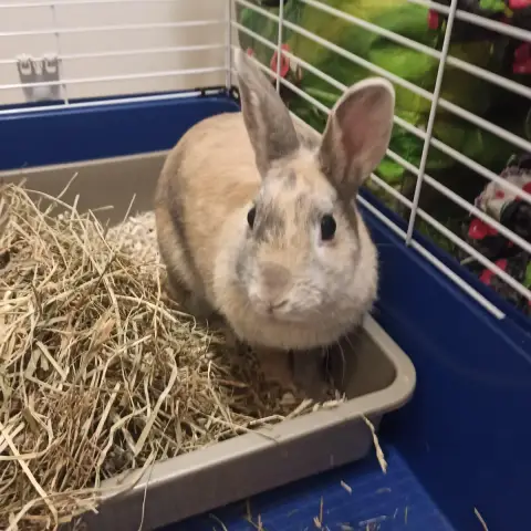 Tsuki
