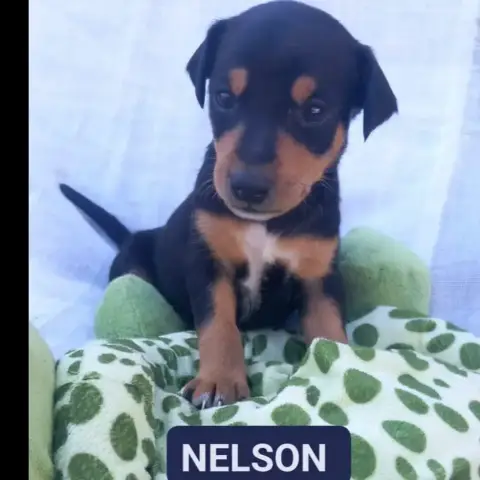 Nelson
