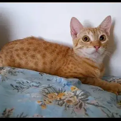 Dory photo 2