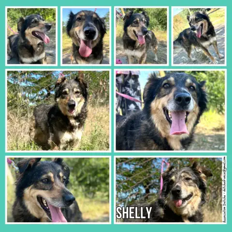 Shelly