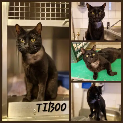Tiboo
