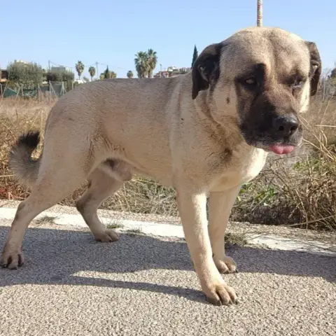Saul photo 3