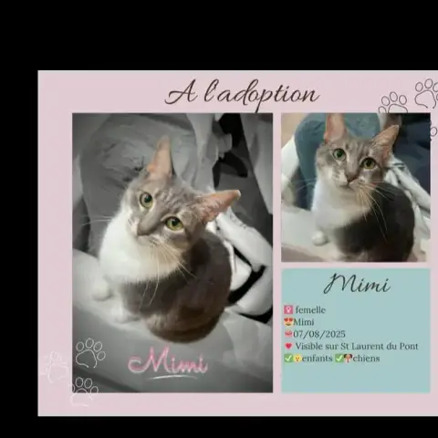 Mimi