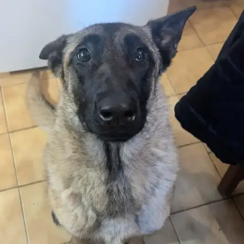 Lady