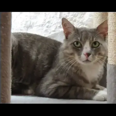 Milo photo 2
