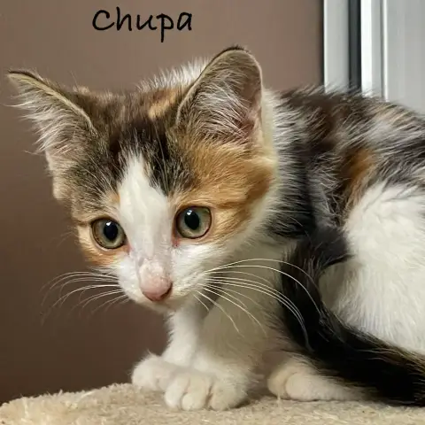 Chupa