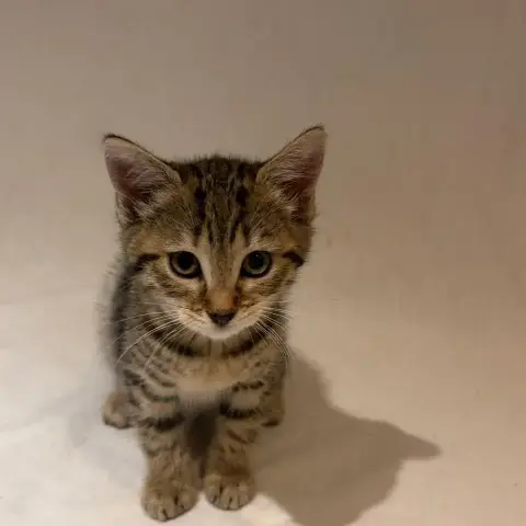 Bella