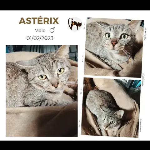 Asterix