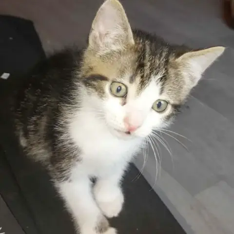 Bouftou photo 2