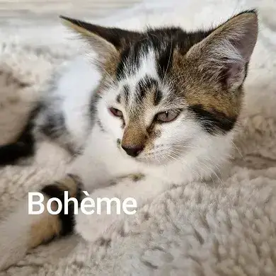 Boheme   A Réserver