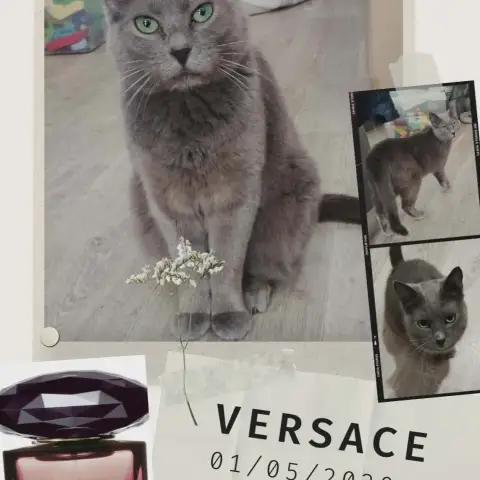 Versace photo 3