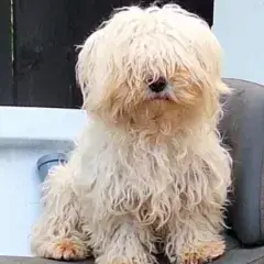 Lilou