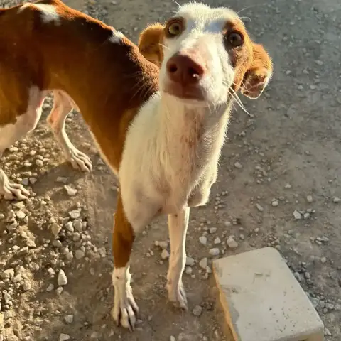 Bobi