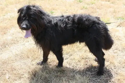 Rex