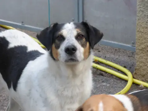 Lupo
