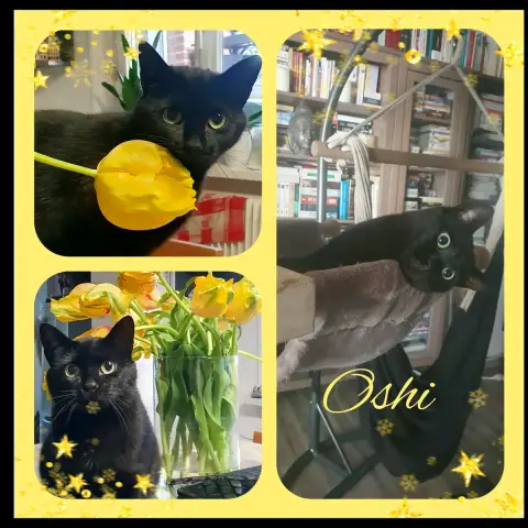 Oshi