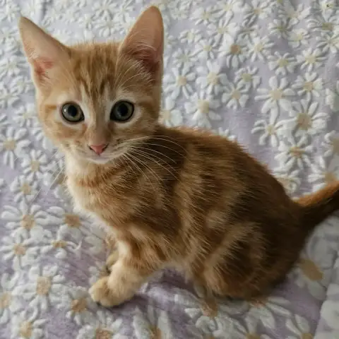 Blyna