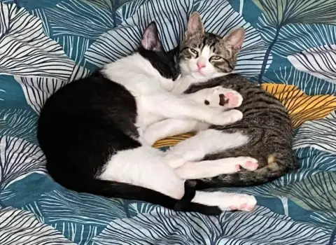 Yoko Et Yoshi