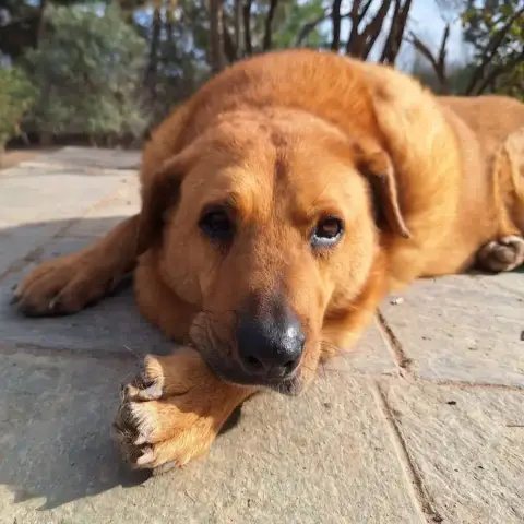 Zeus