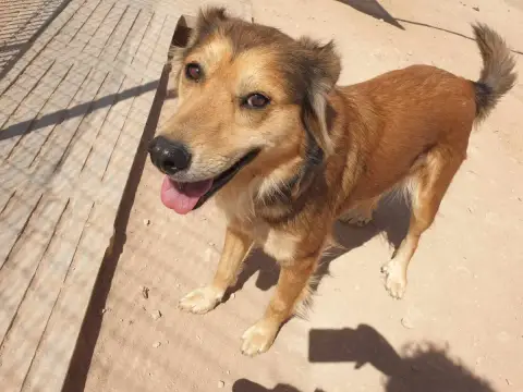 Jully
