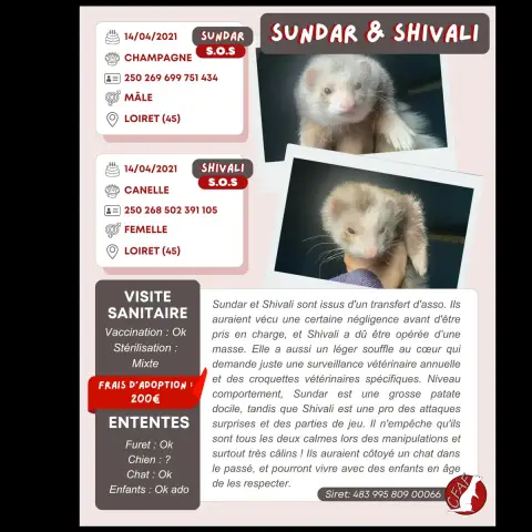 Shivali & Sundar