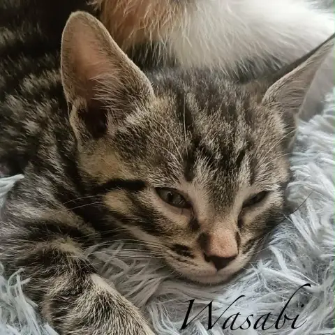 Wasabi