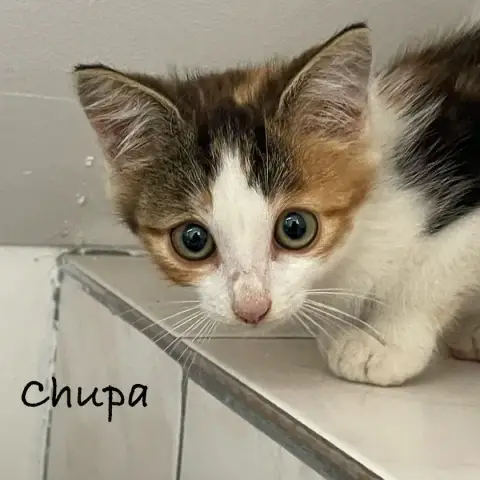 Chupa photo 2