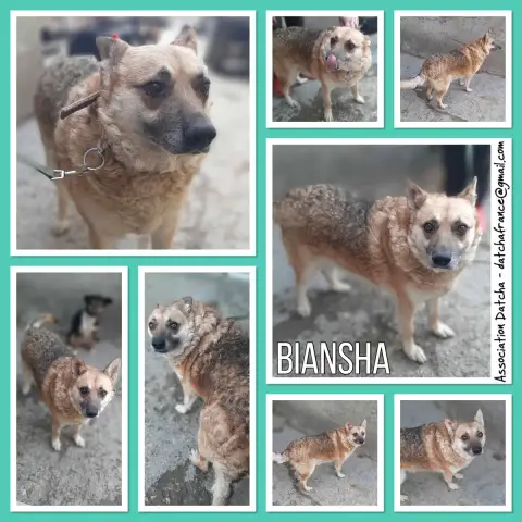 Biansha