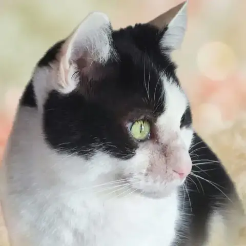 Wilo photo 3