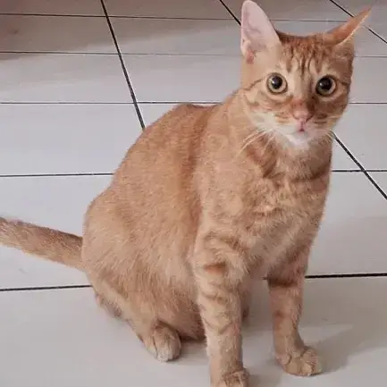 Praline