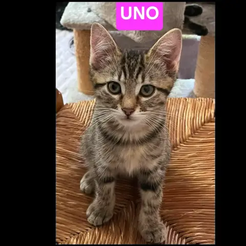 Uno