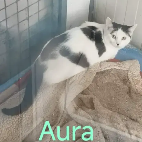 Aura