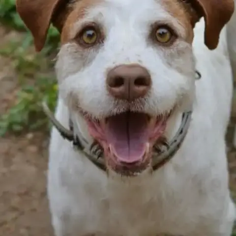 Enzo