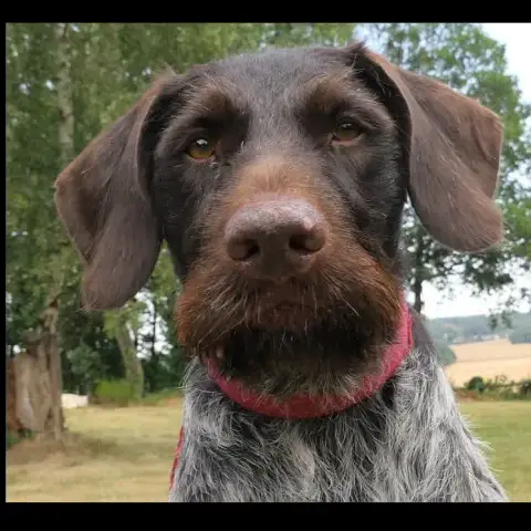 Trevor
