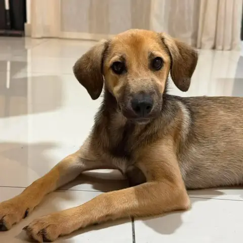Bagha
