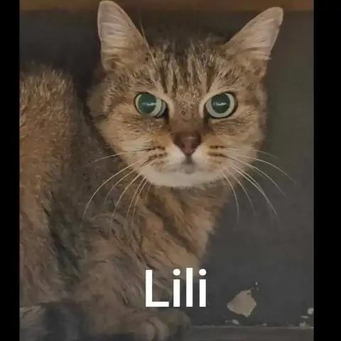 Lili photo 2