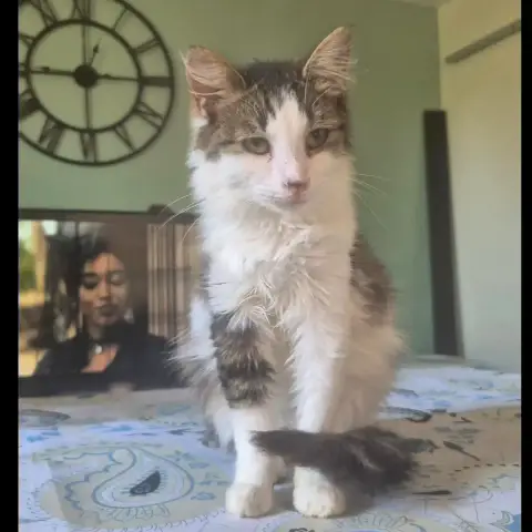 Pirouette